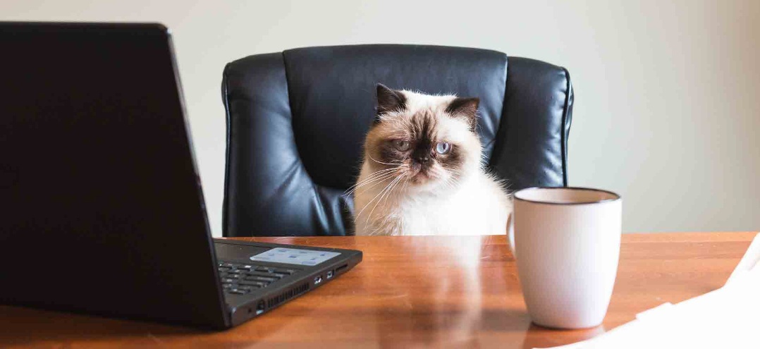 business cat in an office